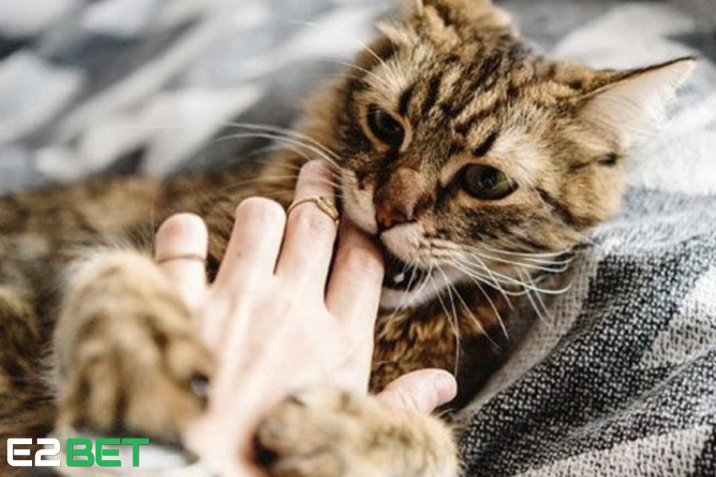 Nằm Mơ Thấy Mèo Cắn Vào Tay Đánh Con Gì? Giấc Mơ “Cào Nhẹ” Nhưng Số Đề Cực Gắt!